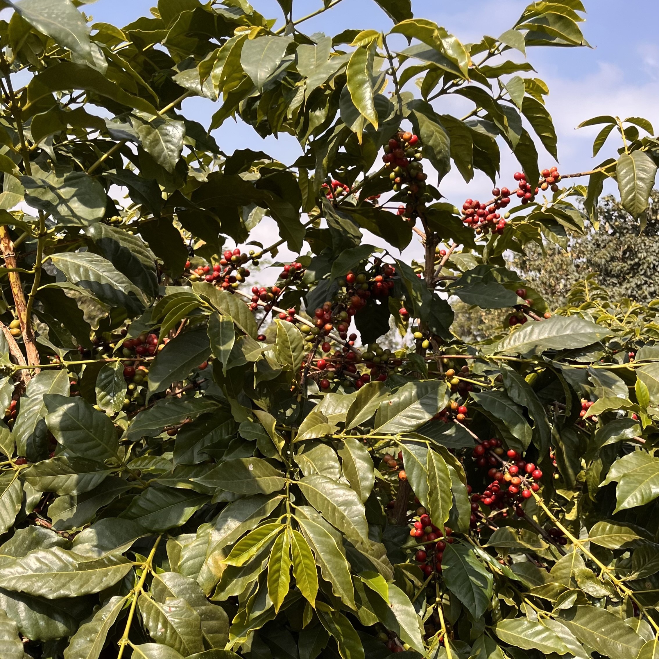 Tanzania Acacia Hills Kent PB Washed(25/26年クロップ) | ORIGIN